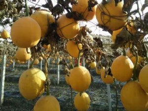 天寶2號(hào)基地展示