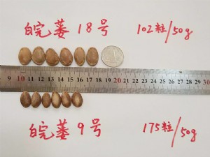新品種天寶2號生籽對比