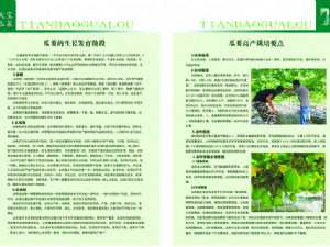天寶瓜蔞種植技術(shù)指導(dǎo)