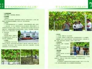 天寶瓜蔞種植技術(shù)指導(dǎo)