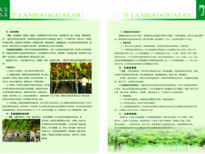 天寶瓜蔞種植技術(shù)指導(dǎo)