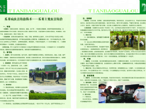 天寶瓜蔞種植技術(shù)指導(dǎo)