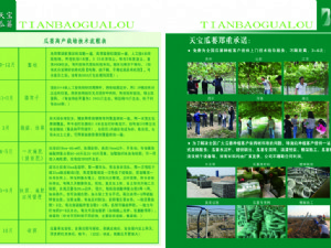 天寶瓜蔞種植技術(shù)指導(dǎo)