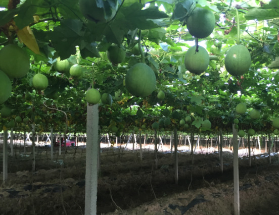 瓜蔞的介紹及種植方法